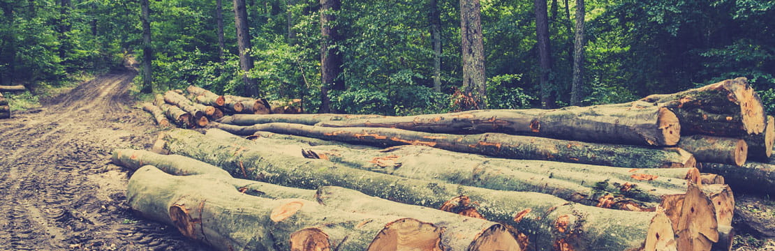 How much wood, could a woodchuck...An overview of the Canadian paper and forestry sector